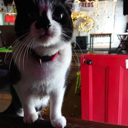 Nellie Fred's