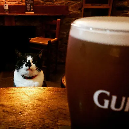 Pensionat Nellie Fred's Dingle